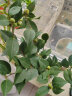 墨一 茶花树苗盆栽浓香型四季庭院室内室外耐寒花卉 茶花加仑盆 实拍图