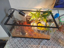 爬将军 乌龟缸特大号 玻璃造景晒台草龟大型养龟箱盆别墅家用生态龟缸 50cm缸【餐三】双流水晒台13件套 实拍图