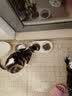 力狼猫粮幼猫成猫流浪猫食全价猫粮猫咪主粮通用型 【经典靓毛】全价鱼肉味10kg20斤 实拍图