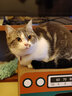 久生（Joyzone）无谷高肉全价猫粮奶糕幼猫成猫英短蓝猫布偶全阶段通用营养猫主粮 久生幼猫粮6kg 实拍图