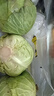 包菜新鲜卷心菜大头菜农户自种当季绿叶蔬菜绿甘蓝 绿甘蓝 5斤 实拍图