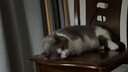 卡露诗（calus）宠物猫咪免水洗泡泡去污干洗除味抑菌驱螨除臭免洗沐浴露520ml 实拍图