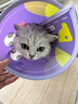 KimPets宠物伊丽莎白圈猫咪防舔头套狗狗防抓挠防咬项圈脖圈绝育驱虫用品 【轻盈无拘束】大眼萌萌 M(颈围24-31cm 适合6-13斤宠物) 实拍图