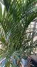 中梦散尾葵植物盆栽客厅大型绿植室内办公室凤尾竹盆景天堂鸟花卉 散尾葵高80-90厘米简易原盆 实拍图