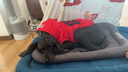 楚克奇（CHUKCHI）大狗衣服边牧金毛中大型犬冬装狗棉衣马犬马甲背心连帽两腿喜庆 红色 32号颈围60CM*胸围82CM*背长65CM 实拍图