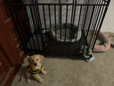 北鼻狗【升级全管加强 】狗笼中型犬大型犬狗笼子宠物狗狗笼子金毛用品 升级四面全管底部加强 黑色 125*95*105 建议130斤内 实拍图