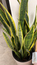 植男植女大型金边虎皮兰植物客厅卧室办公室绿色观叶花卉绿植盆栽源头直发 实拍图