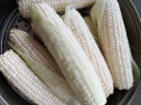 桃小蒙爆浆牛奶水果玉米 新鲜甜冰糖玉米棒即食生吃 生鲜蔬菜拌沙拉 4斤 6-8根 实拍图