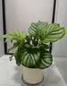 花翁北欧海芋盆栽办公室内桌面绿植花卉 青苹果竹芋+四宫格盆源头直发 实拍图