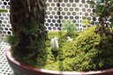 宜品达苔藓微景观青苔植物鲜活白发藓创意小盆栽雨林缸diy盆景假山装饰 风干（双层）一盒 实拍图