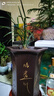 华香园春兰老八种【宋梅】兰花苗浓香型养兰入门室内耐阴绿植花卉 宋梅 1棵3苗 不带花苞 裸根发货 实拍图