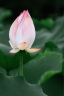老蛙（LAOWA） 老蛙100mm F2.8 2倍放大全画幅百微超微距镜头 昆虫花卉人像 套餐一 索尼FE口 实拍图