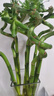 沭之美转运竹水培植物绿植花卉 转运竹高约50cm10支不含瓶 源头直发 实拍图