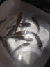 川泽轻口小碎目鲫鱼漂高灵敏纳米浮漂醒目浮标顿口防风浪抗走水鲤鱼漂 DF07-1加粗尾轻口滑口吃铅1.1克 实拍图