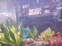 疯狂水草鱼缸造景装饰溪流石底部砂石天然溪流缸南美缸造景石乌龟躲避晒台 溪流缸造景套餐（60-70cm缸） 实拍图