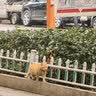 陪伴岁月猫条猫咪零食营养小猫幼猫成猫宠物鲜湿粮包流质猫条 鲣鱼五支（袋散装随机） 实拍图