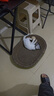 灵宠物语猫玩具逗猫球猫咪玩具自嗨解闷磨牙发声逗猫玩具特大剑麻球 实拍图