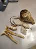 土地母亲计划 云南火把鸡枞菌新鲜荔枝菌野生鲜菌菇未开伞独白鸡枞菌云南特产 云南火把鸡枞 净重1000g 精选未开伞 实拍图