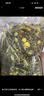 蕊鲜生兔粮幼成年宠物兔子饲料防球虫除臭美毛益肠磨牙荷兰猪豚鼠饲料 兔粮5斤 实拍图