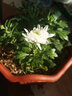 菊花花苗大菊花苗室内外观花阳台庭院花卉绿植物盆栽四季开花 绿牡丹 实拍图