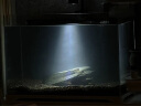 boxtech变焦水族射灯原生南美鱼缸灯三湖水草龟缸LED灯夹灯夜灯三色灯 10W旋钮款-变焦射灯（可夹1.2厘米内玻璃） 实拍图