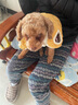 宠它星球狗狗衣服秋冬款猫咪泰迪小狗比熊冬季牵引幼犬棉衣秋季马甲西高地 桔色-菱形纹可牵引棉衣 XL【推荐9-12斤】可牵引设计 实拍图