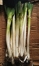 鲜来拉山东大葱铁杆去皮新鲜蔬菜3斤5斤裁半叶葱现挖现发大葱 5斤装 实拍图