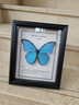 大蓝闪蝶标本【真蝴蝶标本】稀有进口天堂凤蝶摆件 大蓝闪蝶 10寸框 实拍图
