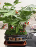 幼薇发财树盆栽树桩招财室内大型绿植开业送礼前台大号金钱树四季常青 三棵发财树+乌金财源滚滚盆 带盆栽好 实拍图