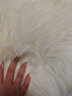 加大羊皮床垫皮毛一体双人褥子冬季加厚防潮保暖床毯家用长毛床毯 白色 澳洲羔羊皮毛 2x2.2米 实拍图