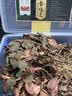 雄在福建南靖金线莲 整株中草药材原料干货 金钱莲端午节盒仿野生官旗 【整珠金线莲】【送4豪礼】 250g*1盒 福建南靖核心产区 多年深山野外种植 实拍图