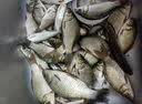川泽加粗醒目湖库鲢鳙专用鱼漂纳米远投大物漂超长行程抗走水翘嘴浮漂 NP-02-1号 青草大物漂 铅:4.5g 单支【防爆大物漂 加粗醒目】 实拍图