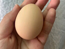 芮瑞 农家散养新鲜现捡鸡蛋笨鸡蛋谷物柴鸡蛋初生蛋 单枚40±5g 4枚装 实拍图