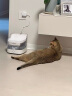 宠咕咕（petgugu）猫咪饮水机 APP智能循环过滤流动活水 宠物狗狗猫咪自动饮水器 晒单实拍图