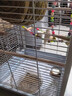 万宠汇 鸟活体虎皮鹦鹉笼养牡丹玄风活鸟学说话手养小太阳鹦鹉宠物鹦鹉 小白珍珠鸟2只（一公一母） 实拍图