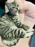 YITO 宠物鱼油靓毛爆猫粉美毛亮毛黑鼻头卵磷脂美毛护肤猫狗掉毛鱼油 宠物深海鱼油40粒/瓶 实拍图
