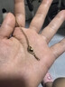 项链高级感女轻奢小众设计ins冷淡风锁骨链双面四叶草可水洗吊坠 金色 四叶花项链 A0292 实拍图