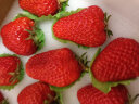 京鲜生 丹东99红颜奶油草莓 1kg礼盒装 单果18g+ 新鲜水果礼盒 实拍图