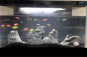 画法几何鱼缸造景海绵宝宝菠萝屋装饰摆件仿真造景沉木鱼缸水族箱造景 青龙石造景套装 实拍图