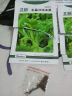 北蔬 蔬菜种子大全品种阳台四季播种菜籽 批发家庭种植农科院种子春季 （冰草）冰菜种子 1100粒/袋 实拍图
