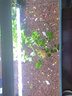 森森（SUNSUN）鱼缸水族箱超白玻璃水草缸造景桌面缸 超白500标配(含灯 水泵 超白鱼缸) 实拍图