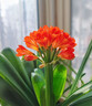 花病康喷剂杀菌剂花卉通用免稀释直接喷多菌灵植物通用杀菌剂官方 单瓶【500ml】带喷头 实拍图