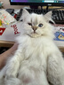 【7仓直发】金盾润康滴眼液 猫咪眼药水狗狗抗菌消炎宠物猫用淡化泪痕洗眼液比熊眼睛发炎结膜炎 金盾润康 实拍图