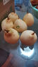 京喜加赵州水晶鸭梨新鲜水果产地直发【六】单果180g起 带箱3斤装（净重2.5斤） 实拍图