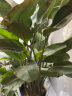 德沃多肥料天堂鸟型植物营养液2.5L园艺绿植花卉盆栽有机养花肥料生根叶面肥 实拍图
