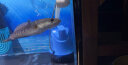 亚峰（yafeng）底吸潜水泵鱼缸水泵抽水泵小型低音过滤器循环泵底吸泵吸粪泵家用 25W 防干烧+水管 实拍图