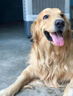 比利玛格澳洲进口无谷狗粮犬粮全价干粮泰迪金毛萨摩鲜肉成幼犬中小大型犬 高龄老年犬专用9kg【26年8月】 实拍图