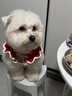 嬉皮狗新年项圈宠物挂饰小猫咪狗狗项链脖圈围脖围巾脖饰颈圈喜庆装饰品 春龙抬首；XL超大号 实拍图