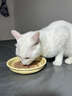 K9 Natural猫罐头170g猫粮无谷主食罐头成猫幼猫通用新西兰feline猫罐头 10罐混合(3-4口味随机) 实拍图