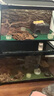 C-LEEN森林地表垫材爬宠垫材守宫蜥蜴乌龟专用造景垫材 真森林地表【4L/袋】 实拍图